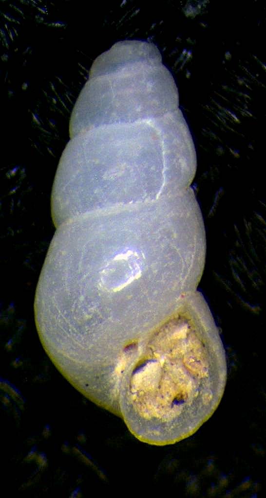 Odostomia da determinare